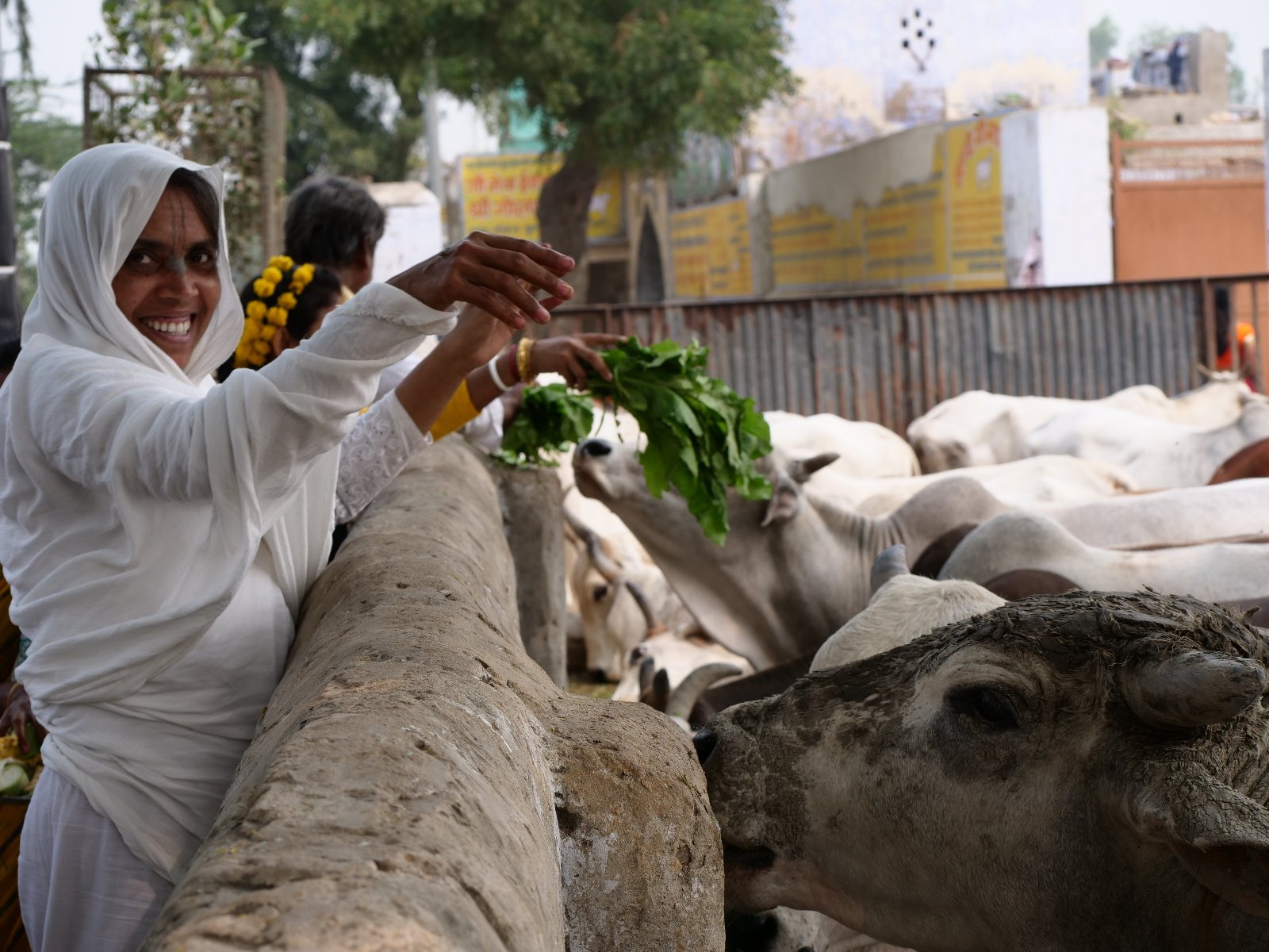  221 Gopashtami Radha kunda Govardhan 19.11.04